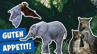 Fütterung im Zoo Berlin | Panda, Gorilla und Co.