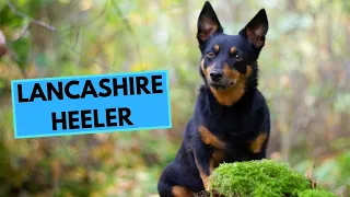 Lancashire Heeler - TOP 10 Interesting Facts