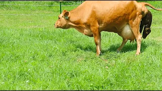 BABY CALF BEING BORN! Finally Caught on Camera