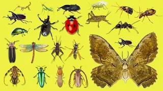 basic english learn insects name for kids
