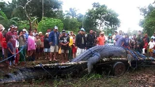 Les 10 Plus Gros Crocodiles Découverts