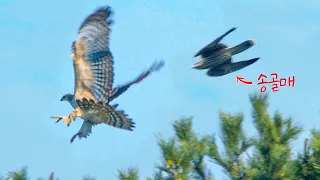 Peregrine Falcon Shows an Oriental Honey Buzzard Twice Its Size Who's Boss!