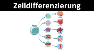 Zelldifferenzierung [Stammzellen, totipotent, pluripotent, unipotent) - [Biologie, Oberstufe]