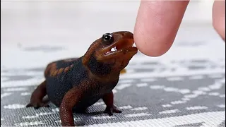 The friendly newt chasing my hand is too cute.