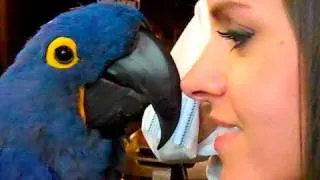 POLLY WANT A KISS?!