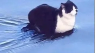 Cat sitting on water meme (song discovered)