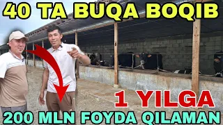 SURXONDARYODAN OLGAN BUQALARDAN 200 MILIONGACHA FOYDA QILAMAN ARZON BOQISH YO'LI