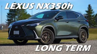 [4K] 2024 Lexus NX350h Owner's Long Term Review - Post Honeymoon Blues?