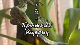 + и - содержания прытких ящериц !/Стоит ли заводить ящерицу?/lizards/