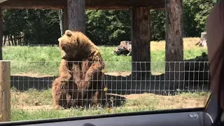 Waving bear shows off catching skills