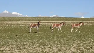 Herd of Kiang | Tibetan Wildass | Ladakh