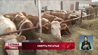 Домашний скот погибает от опасной болезни в Актюбинской области