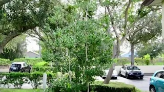 Noose found hanging from tree in front of Clermont doctor’s office