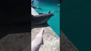 #Shorts Incredible Smart Dolphin | Cute Dolphin Lover in 2021