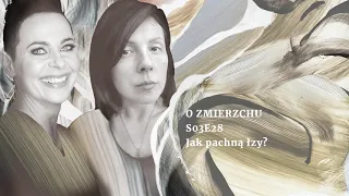 S03E28 Jak pachną łzy? - O Zmierzchu