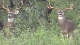 Monster Sized South Texas Bucks - Hunting Texas