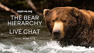 The Bear Hierarchy | Brooks Live Chat