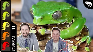 Giant Monkey Frog, The Best Pet Amphibian?