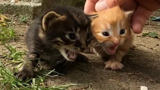 Rescuing the 10 Days Old Crying Abandoned Kittens - Adopted by a Great Foster Cat Mommy