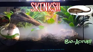 Adding SKINKS to my GREEN ANOLE mixed species VIVARIUM!!(Anoles,tree frogs & geckos!!)