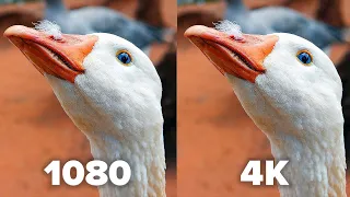 Can YOU see any difference? (1080 vs 4K revisited)