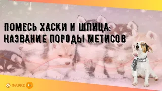 Помесь хаски и шпица: название породы метисов