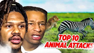 Top 10 AMAZING ANIMAL ATTACKS Compilation (Reaction Video)