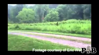 the "Caught On Camera - Yorkie Scares Off Bigfoot" Video