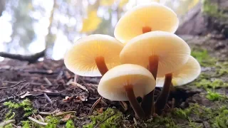 Первые зимние грибы и последние грибы осени |  Прощай благородный 2019-й сезон