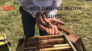 500+ Вывод ранних маток + защита.