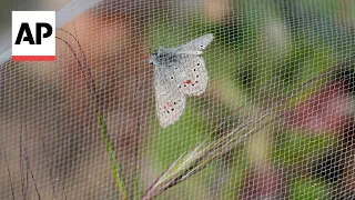 Newly released butterflies in San Francisco to revive extinct species