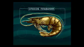 Сколько пар челюстей у представителей семейства Речные раки (Freshwater crayfishes) — Astacidae ?