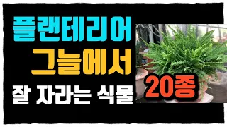 햇빛없이 그늘에서 잘 자라는 예쁜식물🌱20여종