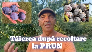 Tăierea la prun după recoltare