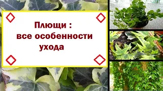 Плющи :  все особенности ухода // Советы опытного агронома