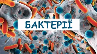 Бактерії. Будова та процеси життєдіяльності бактерій