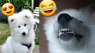 Funniest ^ Cutest ^ Howling Siebrian Puppy Samoyed Compilation 2022 😍🐶