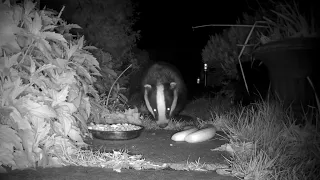 hedgehog, 2 badgers and magpie 20240422