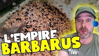 L'empire des Messor barbarus. Une colonie énorme !