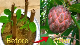 How to grow sugar apple in home / How to grow custard apple from seed