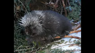 On the Trail with Burdock the Porcupine