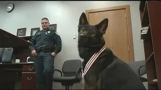 Hero police dog and human partner awarded Medal of Merit