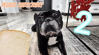 My dog eats bread 2