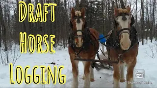 Logging with Draft Horses