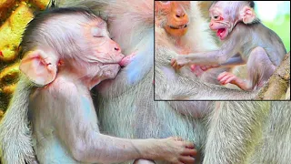 Update: Baby SAM After Falling Down|| P@@r baby monkey -Comfortable time to get milk is too short.