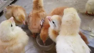 Gawa tayo ng bahay ng mga Manok