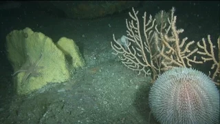 Eddystone Reef, Plymouth UK