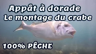 Appâts à dorade : eschage d'un crabe