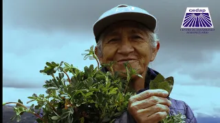 SEMBREMOS QUEÑUALES Y COSECHEMOS AGUA