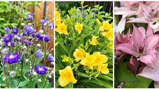 Pruning Type 3 Clematis / Deadheading Reblooming Daylily / Collecting Columbine Seeds - July 2022